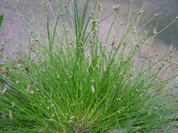 Image result for Isolepis setacea
