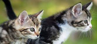 Le Chat Choisir Un Male Ou Une Femelle Webonosaure