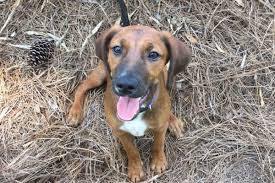 The name of the male turtle is donatello and the female one is called rafael it is quite easy to keep them. 7 Helpful Tips For Bringing A Stray Puppy Or New Dog Into Your Home The Story Of Jake The Hound Dr Buzby S Toegrips For Dogs
