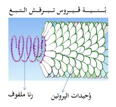 5 719 819 · обсуждают: ÙÙŠØ±ÙˆØ³ Wikiwand