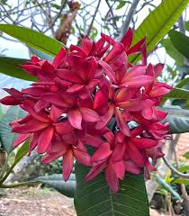 Image result for Plumeria rubra