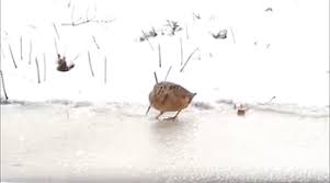 오히려 똑똑한 척한다고 자기 일 객관적으로. A Bird Walking With A Beathttps I Redd It S8z4r44dyyz11 Gif Bird Outdoor Animals