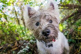 Dogs Eating Dirt Is It Dangerous Great Pet Care