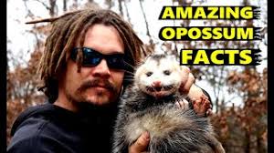 AMAZING OPOSSUM FACTS