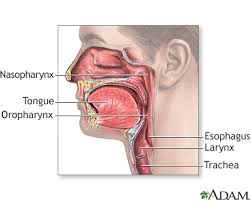 A sore on the lip or in the mouth that doesn't heal. Throat Or Larynx Cancer Information Mount Sinai New York