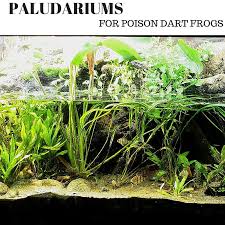Im going to build my first paludarium / vivarium. Paludarium For Poison Dart Frogs The Frog Lady