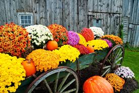 40,00 € 40,00 € (10,00 €/kg) kostenlose lieferung. Schone Herbstdeko Fur Deinen Garten Moebel De