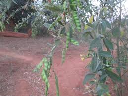 Image result for Oldfieldia dactylophylla