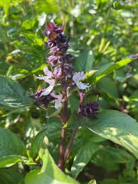 シナモンバジル – 佐倉ハーブ園