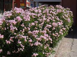 Check out our blooming bush photo selection for the very best in unique or custom, handmade pieces from our shops. Flowering Shrubs Summer Color That Beats The Heat Premier Nursery