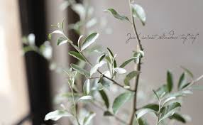 シルバーリーフのグミの木 ロシアンオリーブ Leaf Species オリーブ Junk Sweet Garden Tef Tef