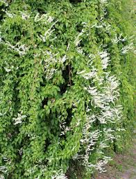 Schlingknoterich Sichtschutzfurbalkon Schlingknoterich Ist Eine Winterharte Kletterpflanze Die In Kurzester Zeit Und Herbs Low Calorie Recipes Dessert Plants