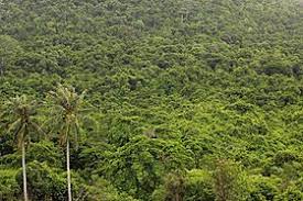 What's the difference between jungles and tropical rainforests ? Jungle Wikipedia
