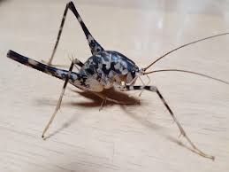 ムシモアゼルギリコ