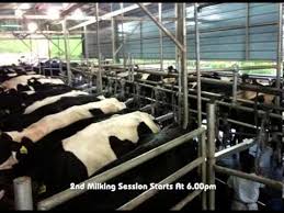 The holstein milk company sdn. Holstein Milk Company Mawai Dairy Farm Youtube