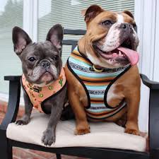 Training a french bulldog is vital. Common Health Issues In French Bulldogs