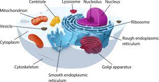Animal cell organelles cell membrane. Cell Structures Ck 12 Foundation