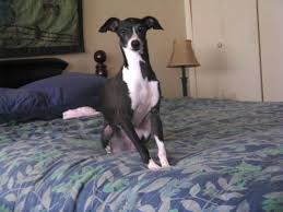 Sell & buy puppies and dogs on petclassifieds.com / image: Is An Italian Greyhound The Right Dog For You Pethelpful By Fellow Animal Lovers And Experts
