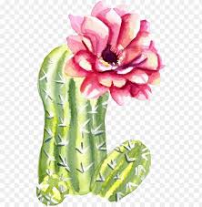 Flower pixabay , beautiful flowers border, pink and yellow flowers illustration png clipart. Reen Watercolor Hand Painted Cactus Flower Transparent Cactus Png Image With Transparent Background Toppng