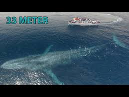 Inilah mamalia laut terbesar di planet bumi, paus adalah hewan yang luar biasa sehingga selama ratusan tahun membuat para peneliti dan pengamat terpukau dibuatnya. Ikan Terbesar Di Dunia Saat Ini Youtube