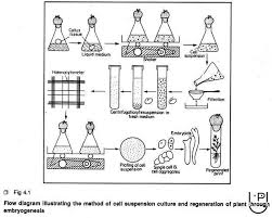 Animal cell suspension culture slideshare. Cell Suspension Culture Plant Tissue Culture Techniques