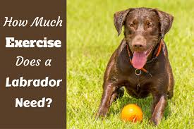 How Much Exercise Does A Lab Need Weight Running
