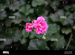 Image result for Geraniaceae