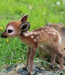 The 100 Cutest Animals Of All Time List Inspire Cute Baby Animals Baby Animals Funny Cute Animals