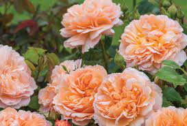 Stock availability will vary from nursery to nursery and during the season. Four New David Austin Roses For 2015 The Rose Journal