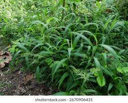 Image result for Setaria barbata