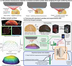 5 answer short question ptea strategies. Learned Adaptive Multiphoton Illumination Microscopy For Large Scale Immune Response Imaging Nature Communications