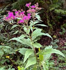 Image result for Vernonia kirkii
