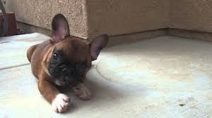Check out our breed information page! Incredible Fawn French Bulldog Puppies Fawn French Bulldog French Bulldog Puppies Bulldog Puppies