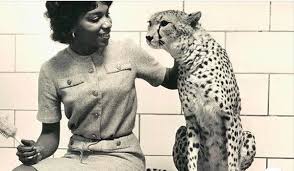 For instance, there may be a curator of mammals, or a curator of rainforest species. Mary J Wilson Barrier Smashing Zookeeper Dies At 83 The New York Times