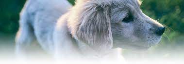 kisirlastirma konusunda bilmeniz gereken her sey hill s pet
