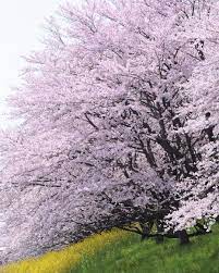 いいね 23件 コメント2件 mikikuramoto mikuxxii のinstagramアカウント 撮影地 岐阜県大垣市 2018 03 31 桜 桜並木 ソメイヨシノ 花 はなまっぷ 大島堤サイクリングロード 大垣 岐阜 cherryblossom ソメイヨシノ 花 岐阜