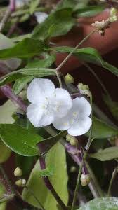 Image result for Gibasis