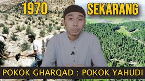 Israel serius dalam penanaman ghorqod. Pokok Gharqad Youtube