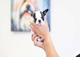 Height under 8 inches, or above 15 inches. Bentley The Mini French Bulldog 5 000 Top Dog Puppies