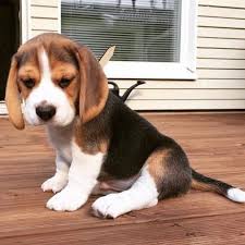 pin by atahan yavuz on beagles beagle puppy cute beagles beagle dog