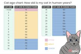 How to calculate cat age. How To Calculate Age In Cat Years