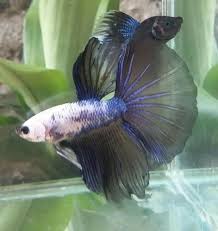 Live Halfmoon Betta Fish Male White Black And Blue Az114 Kampffisch Fische