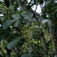 Image result for Searsia tenuinervis