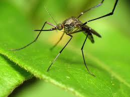 The sight of mosquitoes is so annoying. Tornado Sighting Turns Out To Just Be A Giant Swarm Of Mosquitoes 107 9 The Fox 1 For Classic Rock That Really Rocks