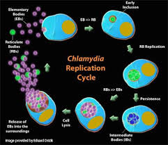 Léčba se zahajuje nejprve širokospektrálními antibiotiky, jako prevence bakteriální superinfekce. Chlamydie Odstranime Bez Atb
