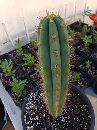 How to take care of this cactus plant? Peruvian Torch Hybrid Ss01 X Trichocereus Peruvianus X Juul S Giant Shipping Only 5 All Natural Artisan