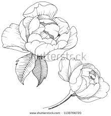 New Link Peony Drawing Flower Line Drawings Flower Drawing