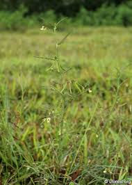 Image result for Aeschynomene indica