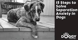 Symptoms of separation anxiety in dogs. 15 Steps To Solve Separation Anxiety In Dogs