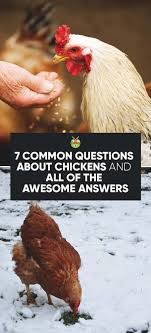 Alexander the great, isn't called great for no reason, as many know, he accomplished a lot in his short lifetime. 7 Frequently Asked Questions About Chickens And All The Answers